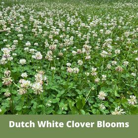 Flawn Seed Kits flowering-lawn-emerging shows early bloom stages.