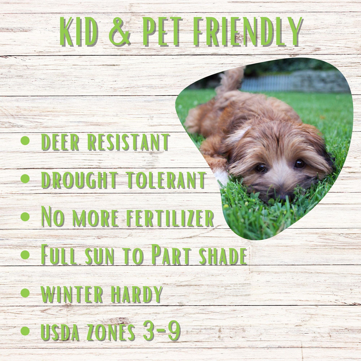 Flawn seed is kid and pet friendly for family-friendly use.