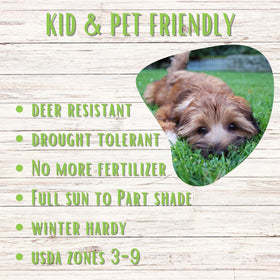 Flawn seed is kid and pet friendly for family-friendly use.