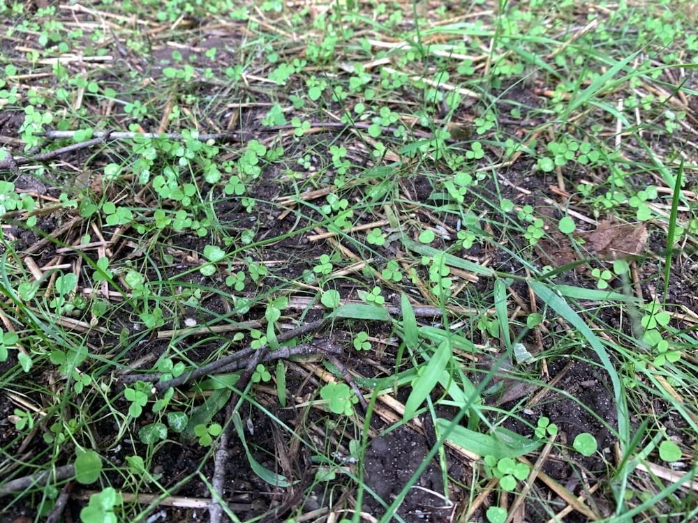 Flawn Seed Kits low-maintenance lawn—less mowing and care over time.