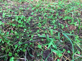 Flawn Seed Kits low-maintenance lawn—less mowing and care over time.