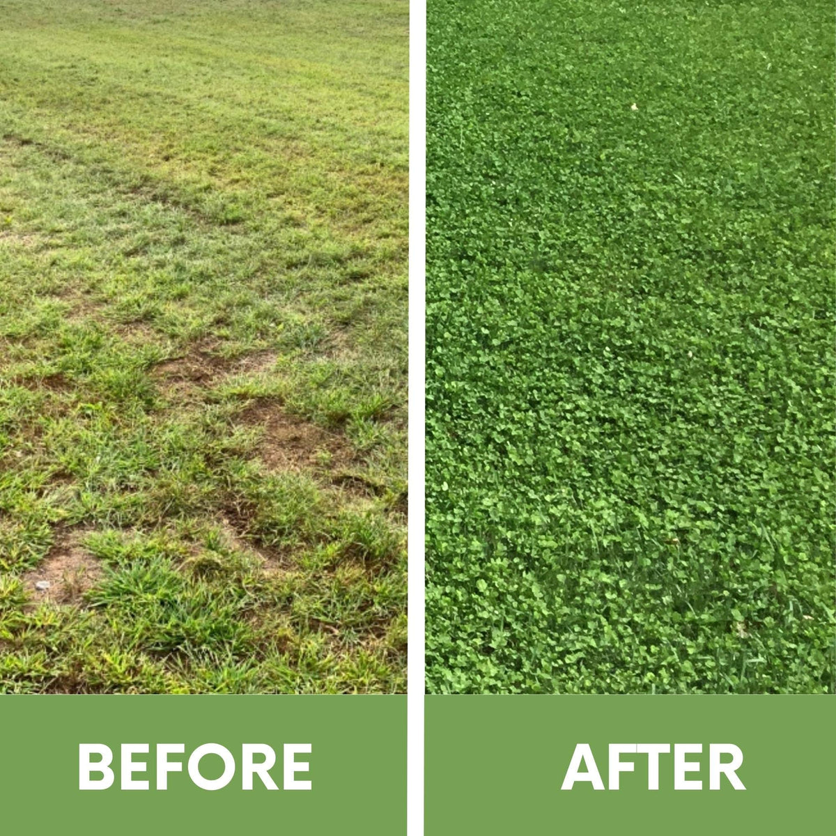 Flawn Seed Kits organic coated seed—non-GMO option for a safer lawn transition.