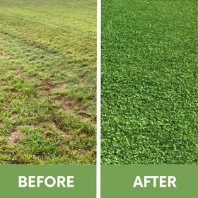 Flawn Seed Kits organic coated seed—non-GMO option for a safer lawn transition.