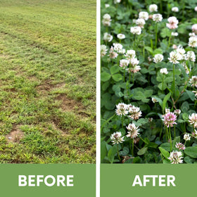 Flawn Seed White Dutch Clover germination promotes quick ground cover and pollinator-friendly lawn