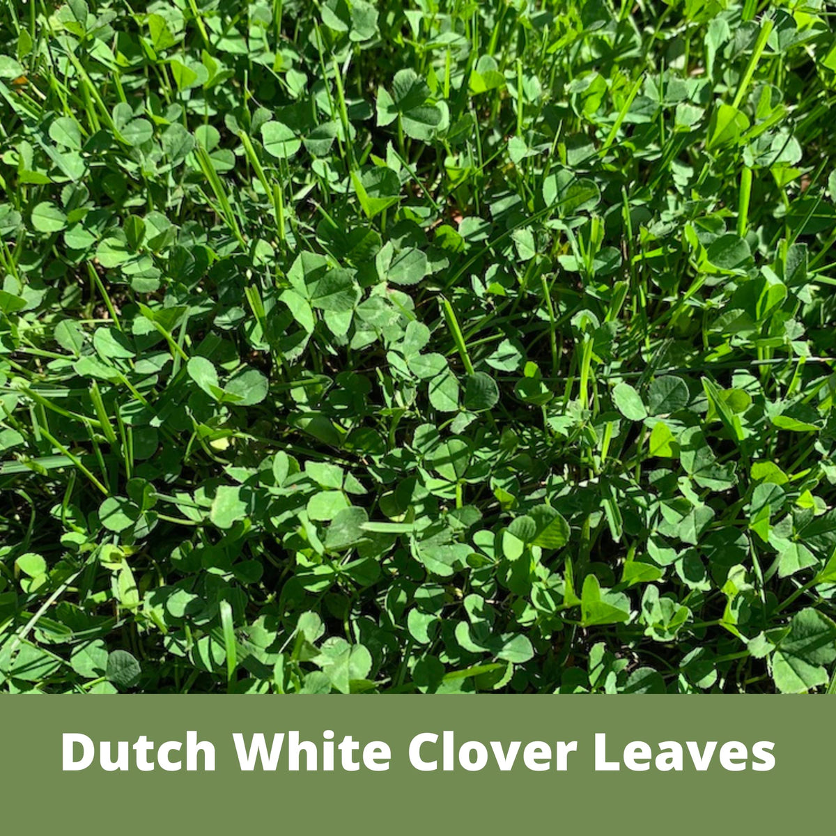 Flawn Seed White Dutch Clover low-maintenance lawn reducing mowing frequency