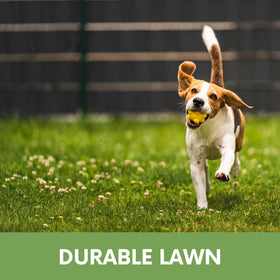 Flawn Seed White Dutch Clover seeds spread evenly on lawn for a flowering ground cover