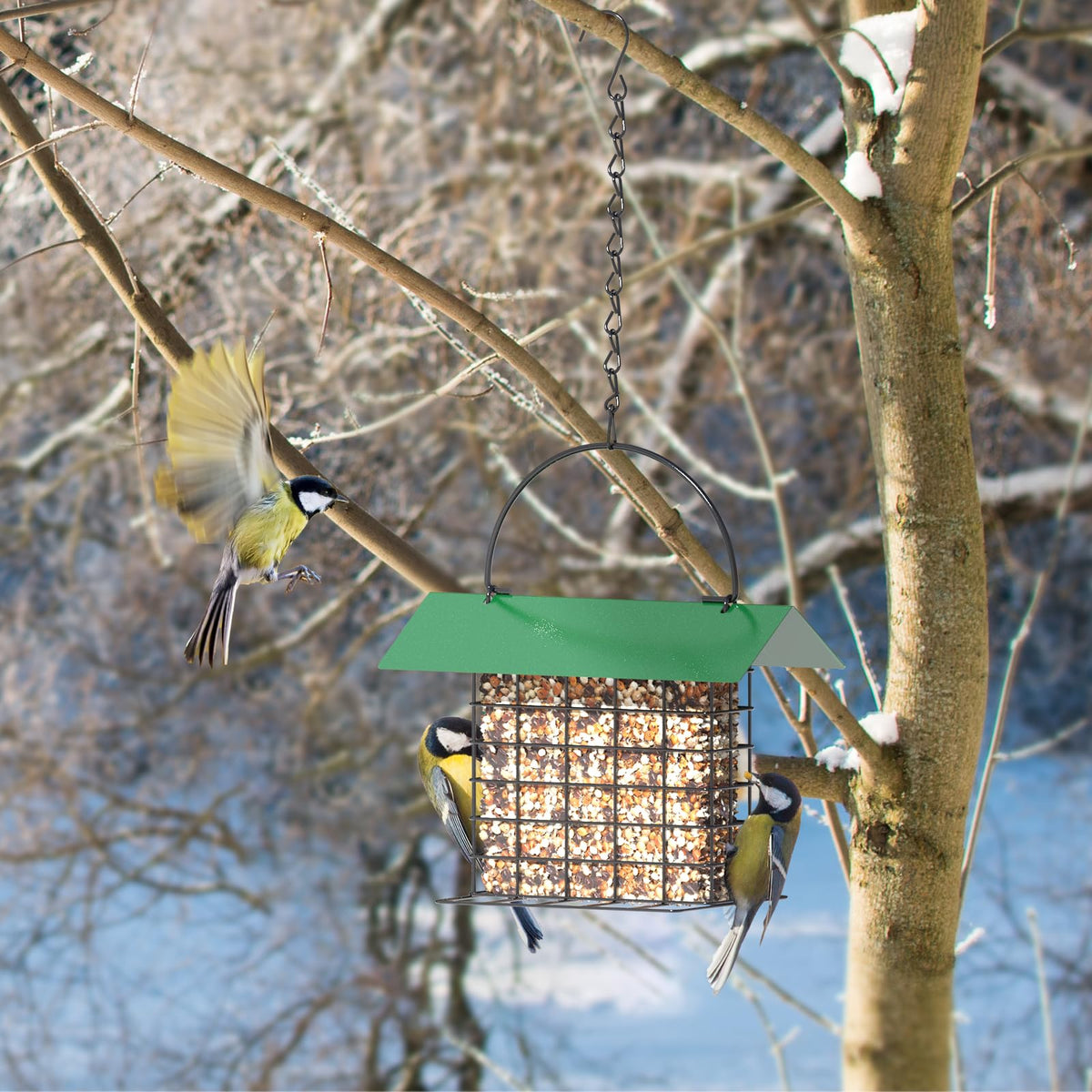 FLINTER backyard view with birds feeding from all sides.