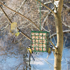 FLINTER feeder accommodates seed blocks, suet, and fruit for variety.