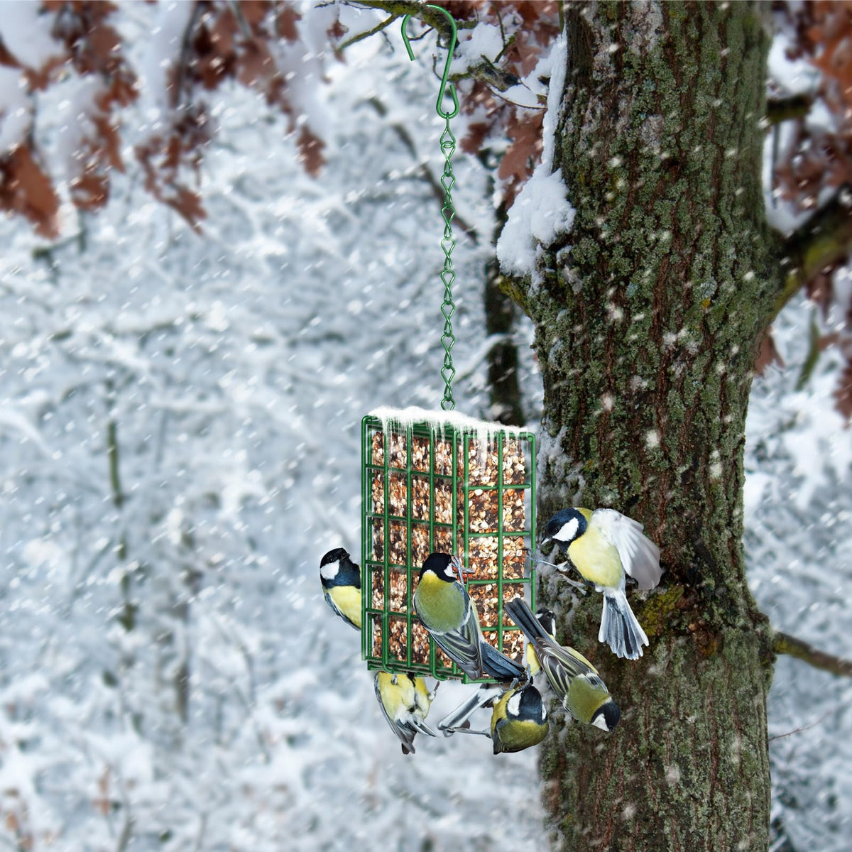 FLINTER Tree-mounted feeder invites birds to visit natural habitat.