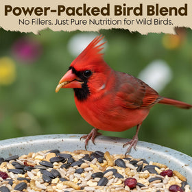 Backyard birds flock to feeder with Flockin' Cardinal Seeds