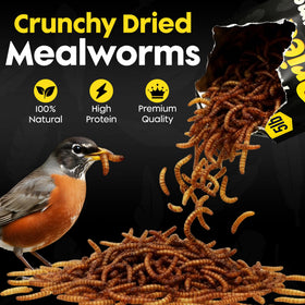 Flockin' Dried Mealworms bluebirds feeding at a feeder with protein-rich nutrition.