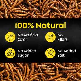 Flockin' Dried Mealworms jar-open shot emphasizing ready-to-use bird food for quick feeding.