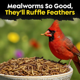 Flockin' Dried Mealworms protein content close-up highlights high-energy nutrition for birds.