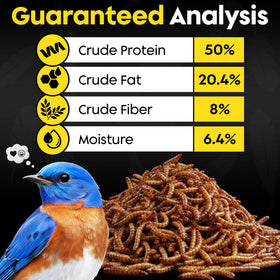 Flockin' Dried Mealworms year-round use demonstrating versatile backyard feeding.
