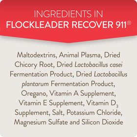 Chicks drink water with FLOCKLEADER Recover 911 in a coop setting.
