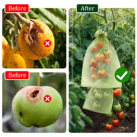 Set of 50 FloraSea bags protecting mangoes on branches