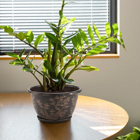 Flowyypo 4-pack flower pots offer cohesive plant styling.