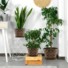 Flowyypo indoor-outdoor plant pot provides versatile decor and easy maintenance