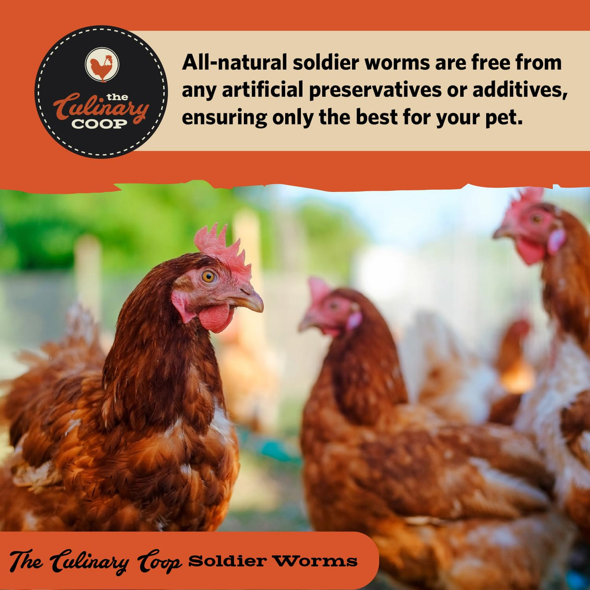 Fluker's organic soldierworms bulk bag as a bird supplement.