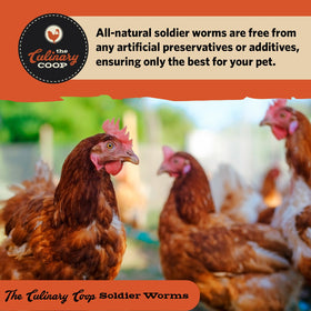 Fluker's organic soldierworms bulk bag as a bird supplement.