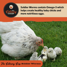 Fluker's soldierworms for eggs with calcium and protein support.
