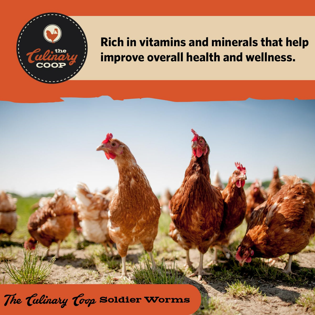 Fluker's soldierworms omega-3 rich for healthier eggs.