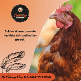 Fluker's soldierworms for reptiles—tasty gecko and turtle snack.