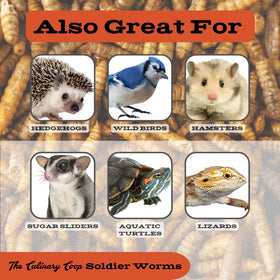 Fluker's soldierworms for small pets—hamsters and hedgehogs enjoy.