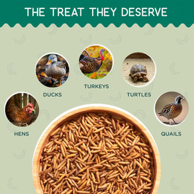 Flygrubs ideal for backyard bird feeders and poultry owners.