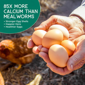 Flygrubs calcium-rich larvae ideal for eggshell strength and feather vitality.