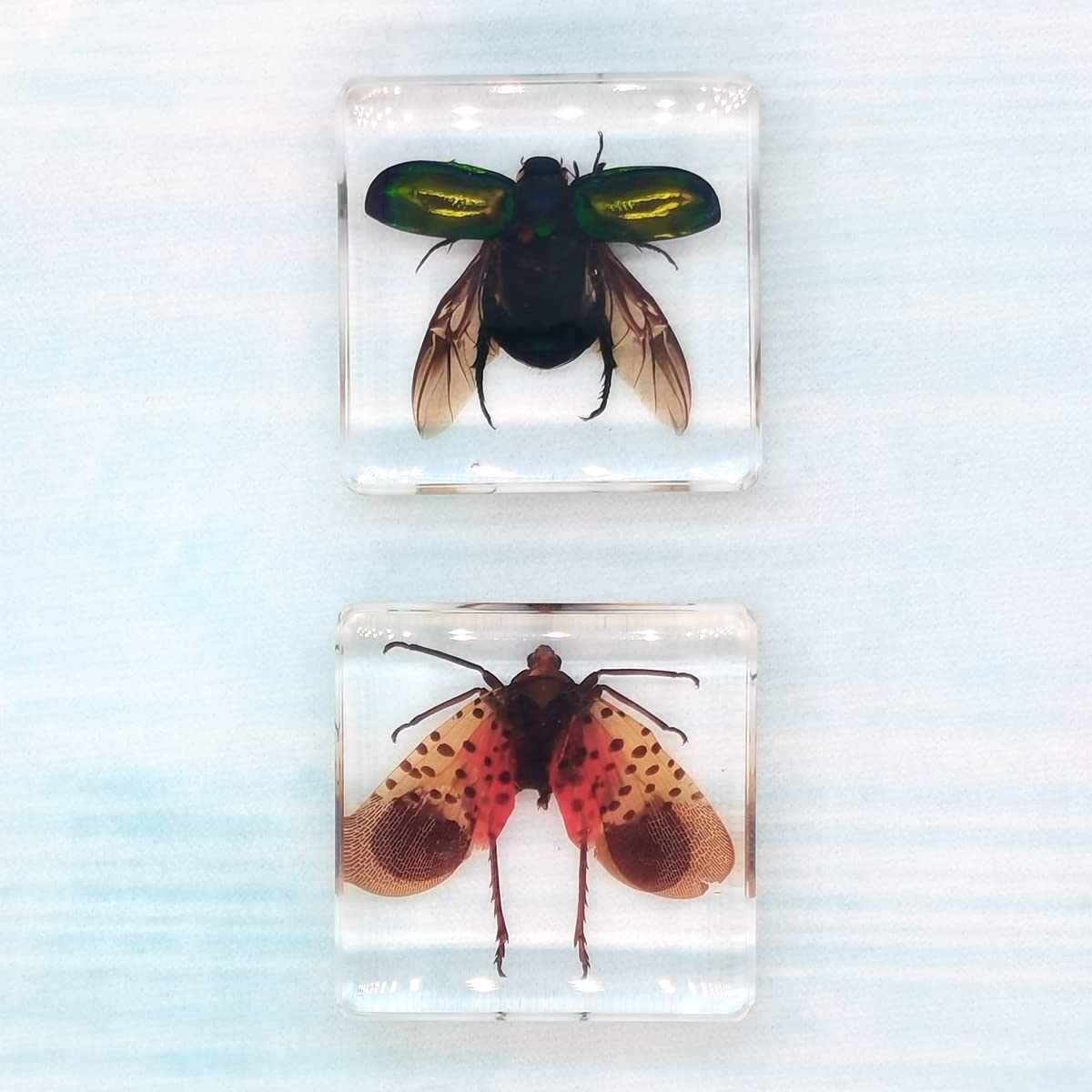 FlyingBean specimen blocks beside a digital microscope as a study setup for students
