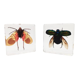 FlyingBean front view of two resin blocks showing chafer and spotted lanternfly, educational display
