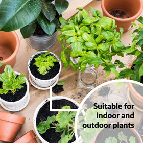 Foliar spray application of SUPERthrive on leafy plants
