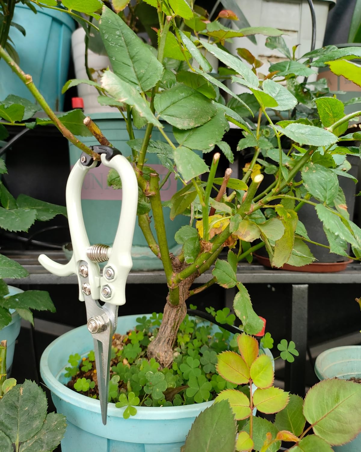 Fondwell delicate-pruning capability handles buds and small stems with precision