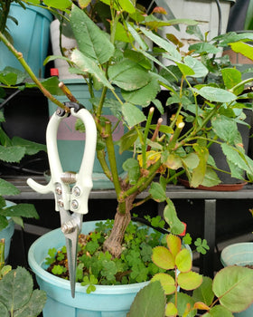 Fondwell delicate-pruning capability handles buds and small stems with precision