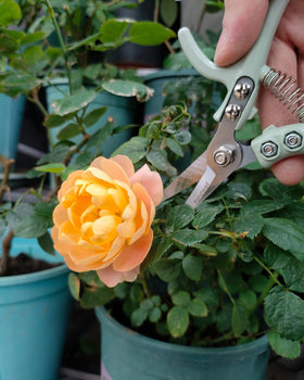Fondwell ultra-sharp-blades deliver clean cuts for stems and herbs