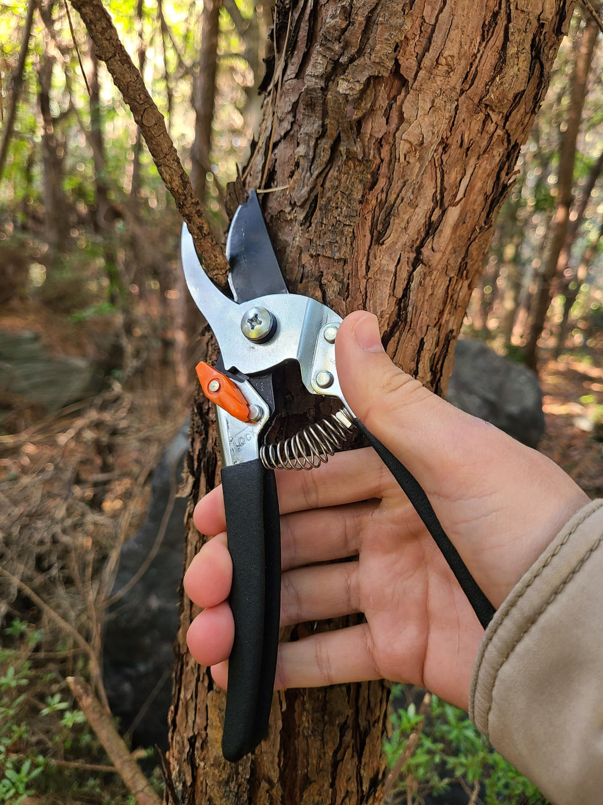 Forest Originals Saboten detailed rose pruning in dense growth for precision