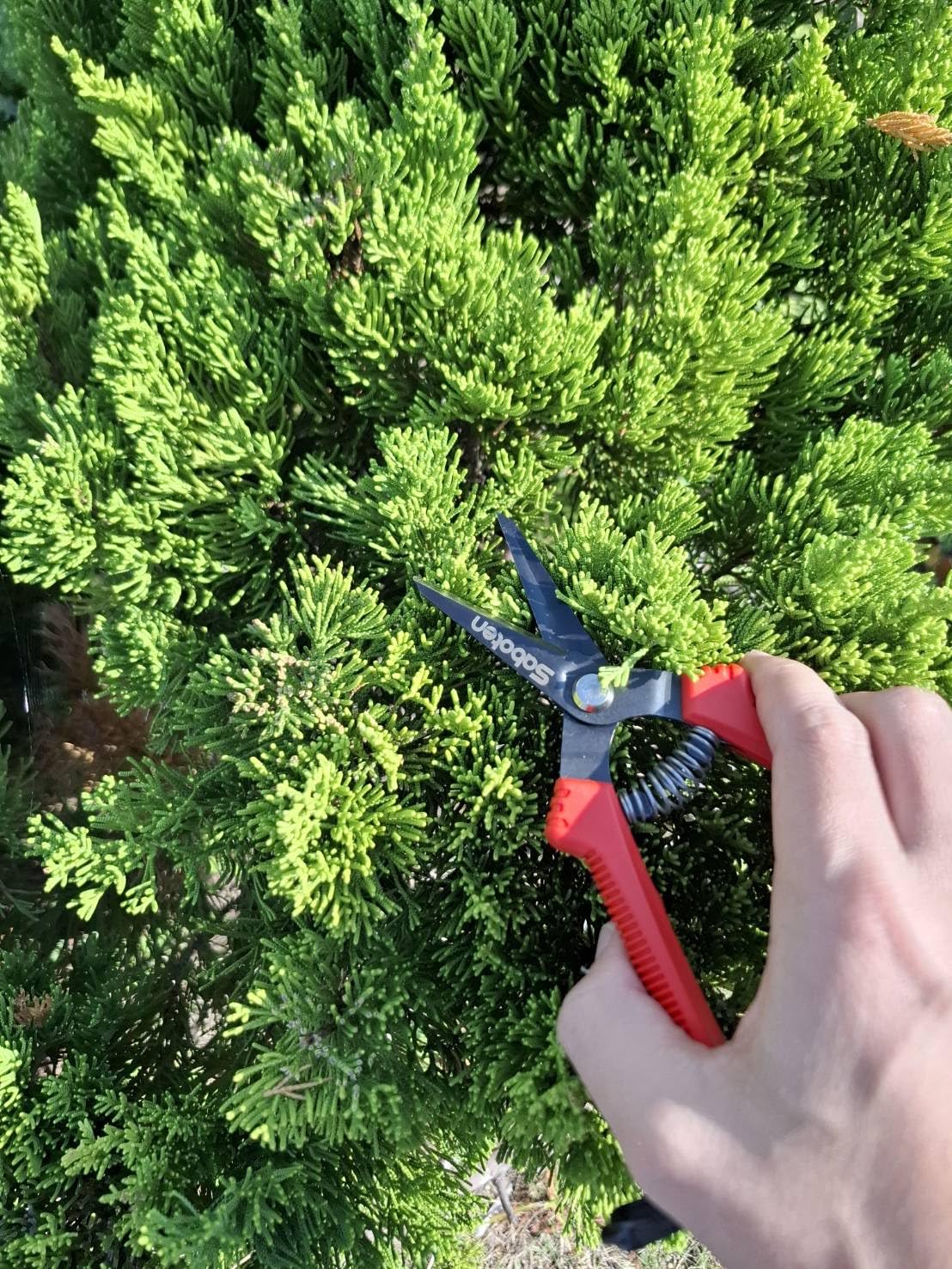 Forest Originals Saboten SD-8 comfort grip ensures steady handling.