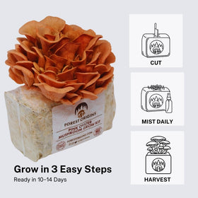 Forest Origins Pink Oyster Grow Kit handmade in California label visible.