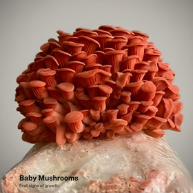 Forest Origins Pink Oyster Grow Kit pinning stage for home cultivation.
