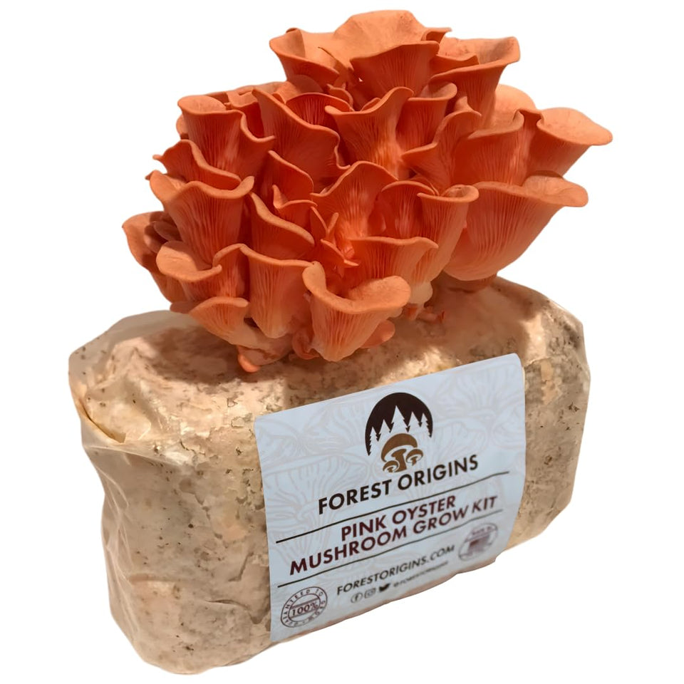 Forest Origins Pink Oyster Grow Kit unboxing showing beginner-friendly setup.