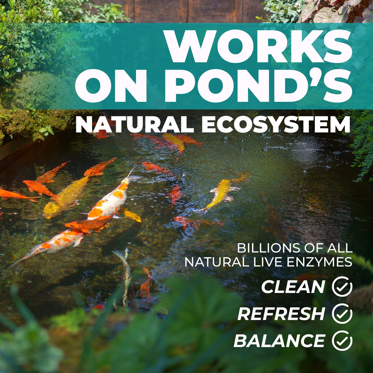 FORTIVO Natural Pond Care Ball in water near koi for safe upkeep.
