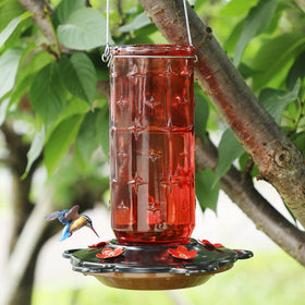 FORUP 32-ounce glass hummingbird feeder bottle with star pattern attracts birds outdoors.