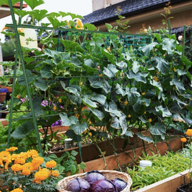 FORUP heavy-duty garden stakes suit outdoor gardens with versatile height options.
