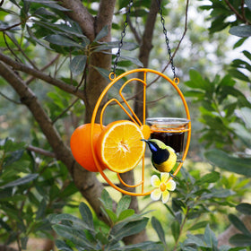 Forup Oriole feeder serving grape jelly invites feeding birds