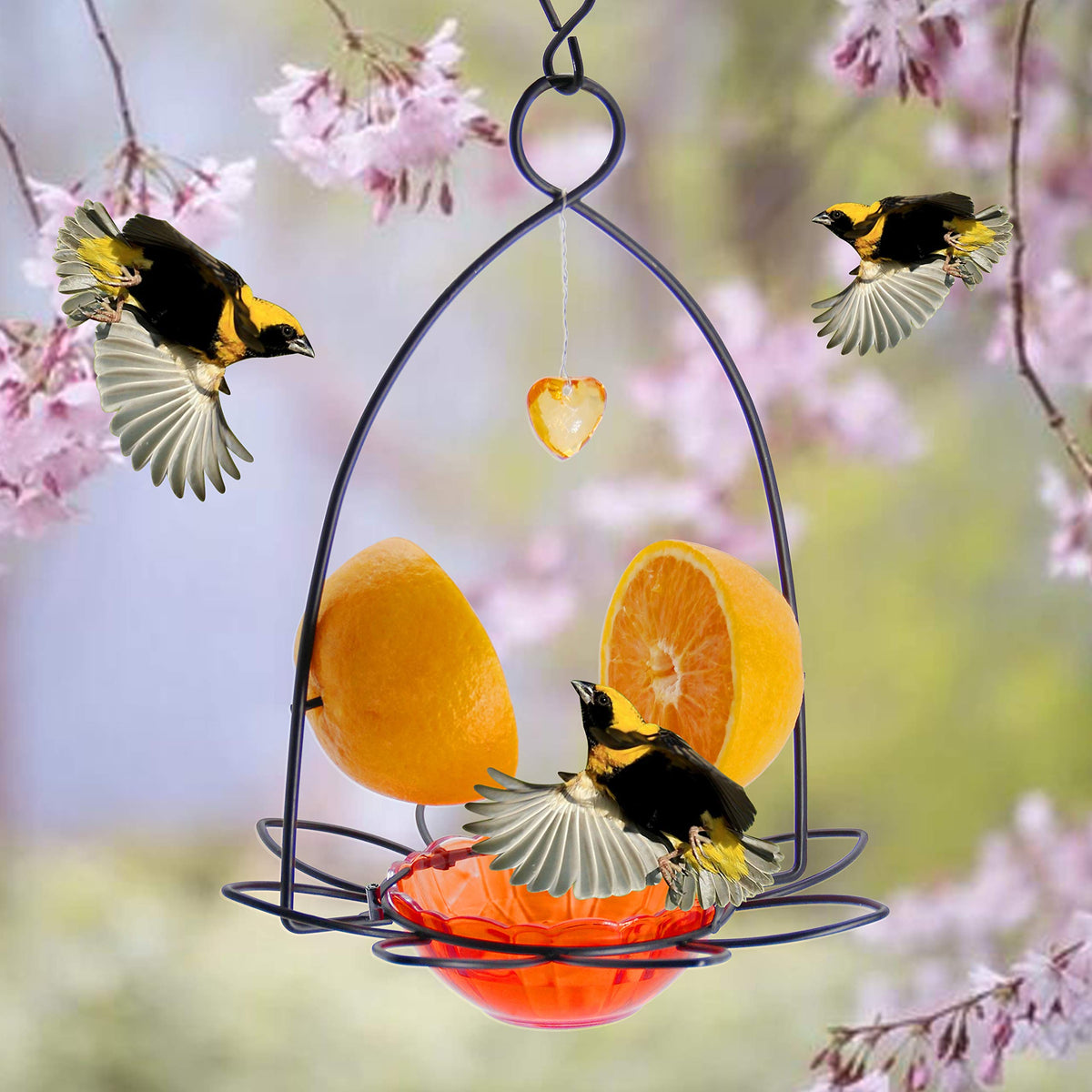 FORUP Oriole Bird Feeder 3 oz capacity supports fruit and nectar treats