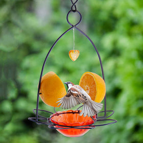 FORUP Oriole Bird Feeder durable materials resist weather
