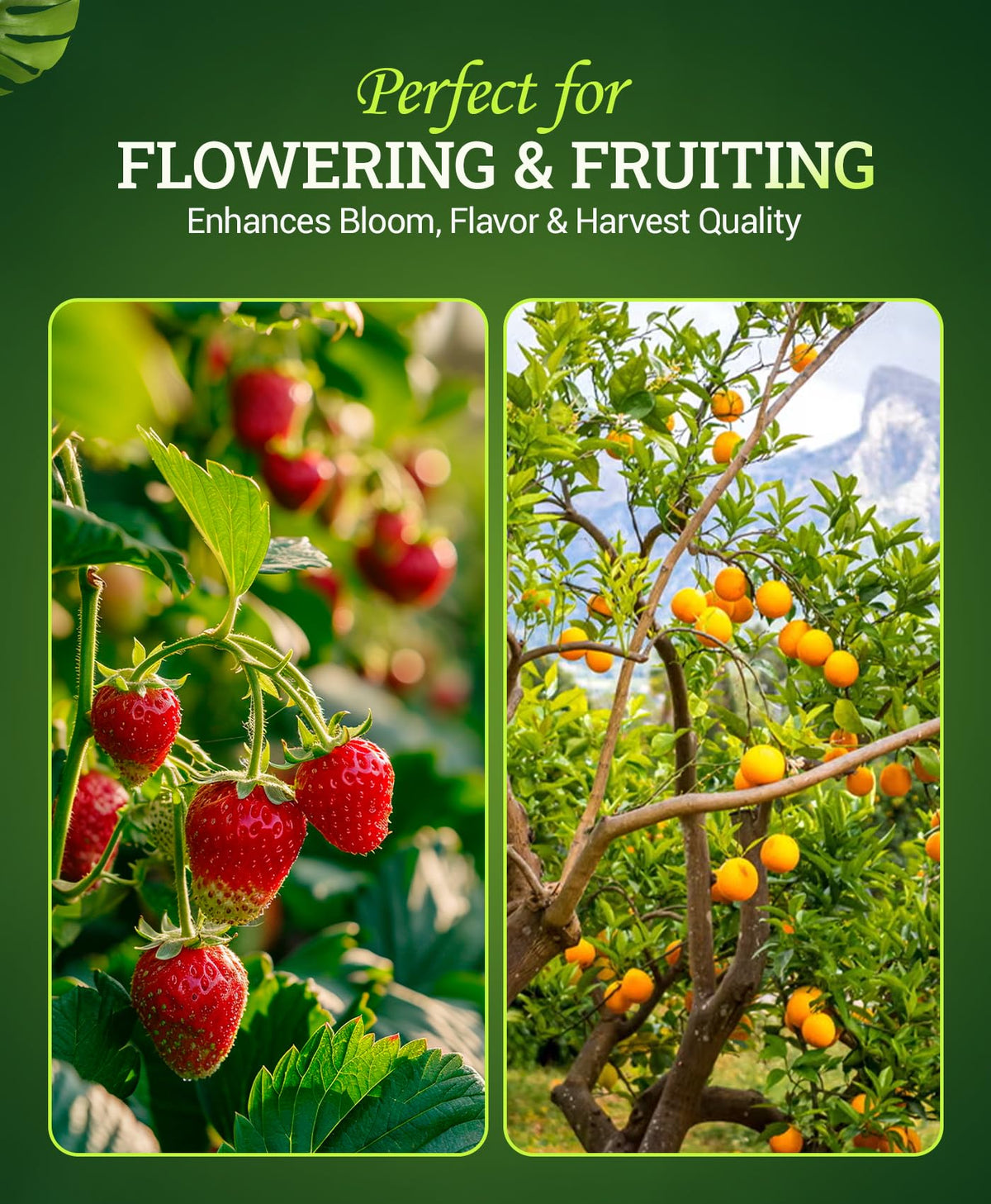 FoxFarm Bembé hydroponics feed image illustrating compatibility with hydroponic systems.