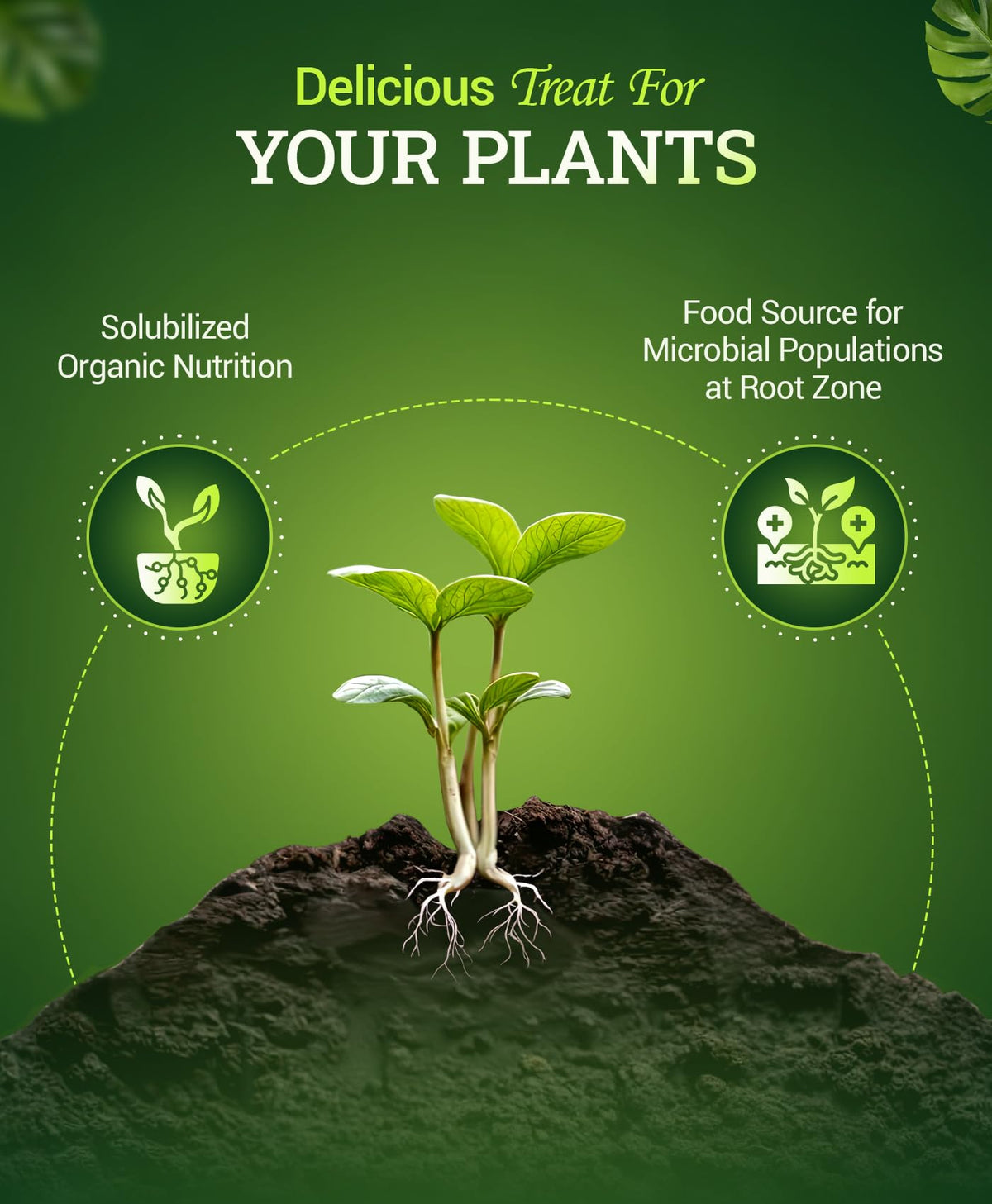 FoxFarm Bembé root-zone microbes image indicating healthy soil biology and root support.