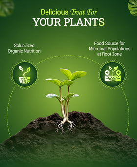 FoxFarm Bembé root-zone microbes image indicating healthy soil biology and root support.